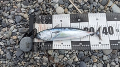 ソウダガツオの釣果
