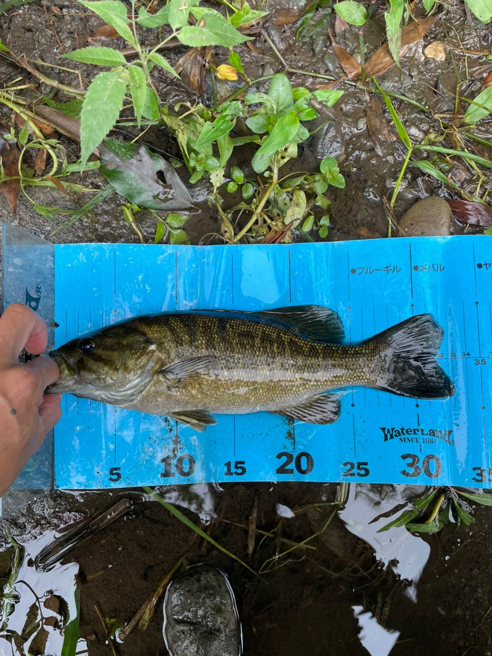 スモールマウスバス