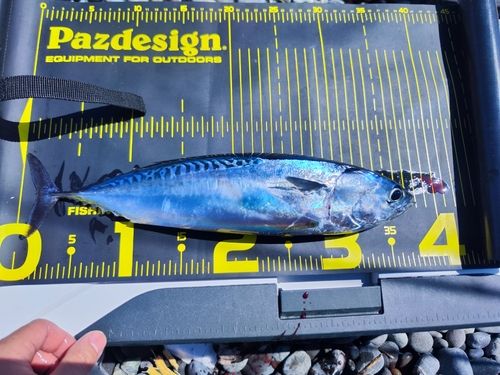 マルソウダの釣果