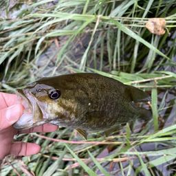 スモールマウスバス