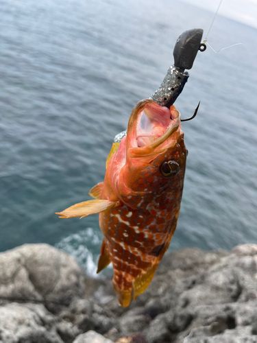 キジハタの釣果