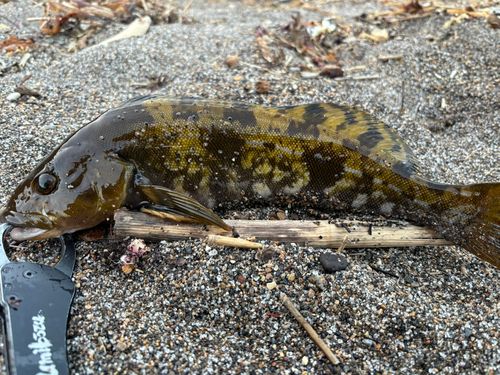 アイナメの釣果