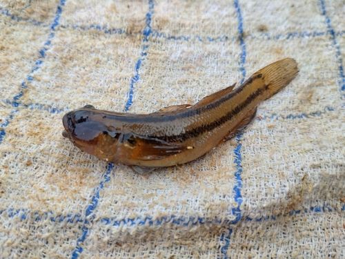 アカオビシマハゼの釣果