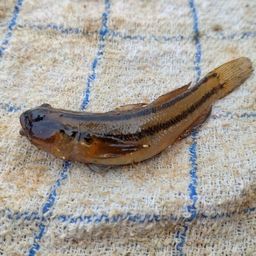 アカオビシマハゼ