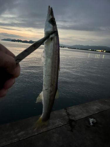 アカカマスの釣果