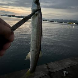 アカカマス