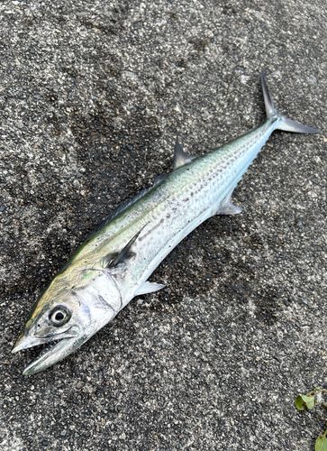 サゴシの釣果
