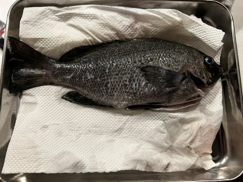 メジナの釣果