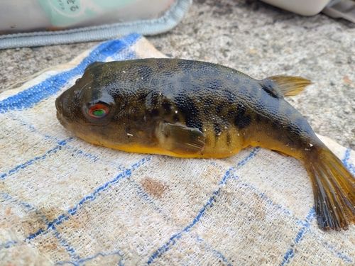 アカメフグの釣果