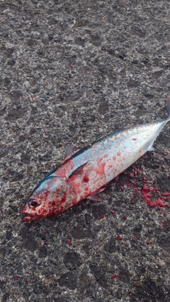 ソウダガツオの釣果
