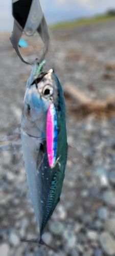 ソウダガツオの釣果