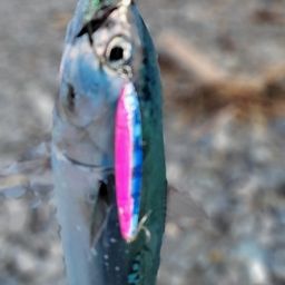 ソウダガツオ