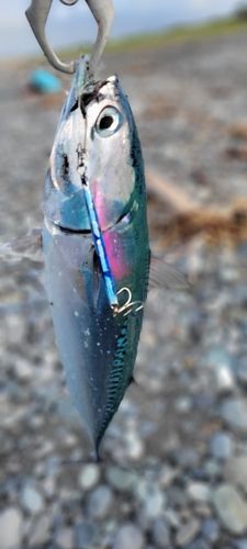 ソウダガツオの釣果