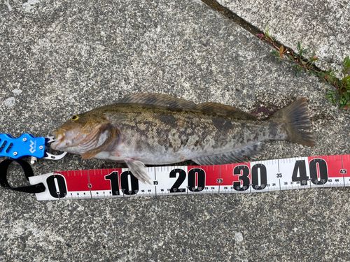 アイナメの釣果