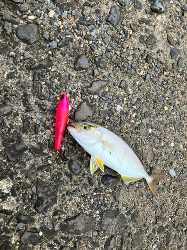 アラカブの釣果