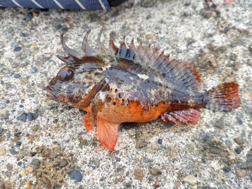 ハオコゼの釣果