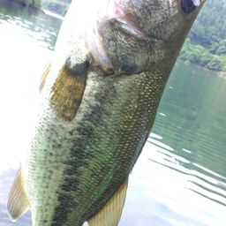 ラージマウスバス