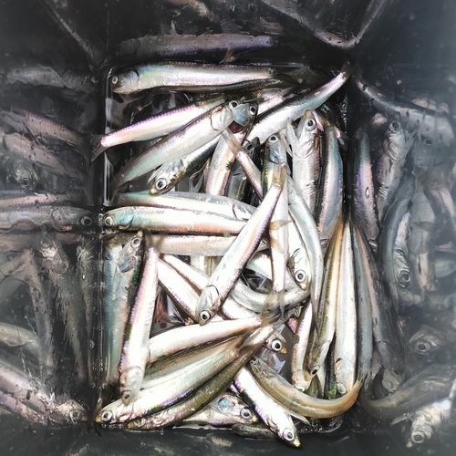 カタクチイワシの釣果
