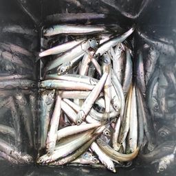 カタクチイワシ
