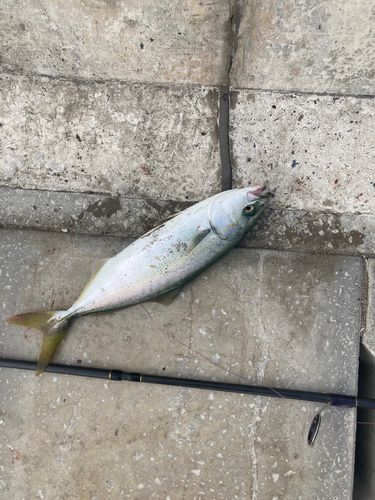 ワカシの釣果