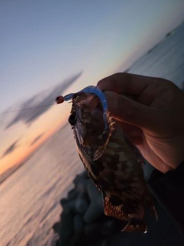 ベッコウゾイの釣果