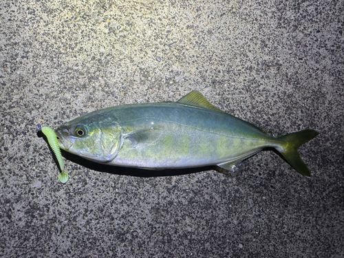 ワカシの釣果