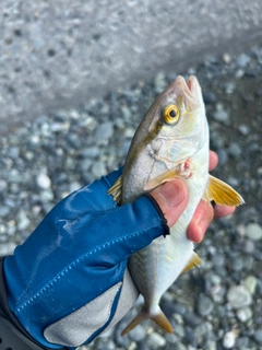 ショゴの釣果