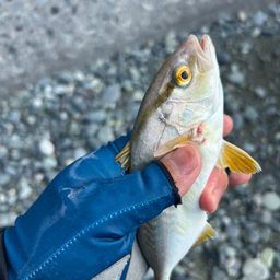 ショゴ