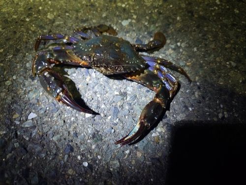 タイワンガザミの釣果