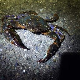 タイワンガザミ