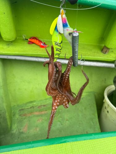 タコの釣果