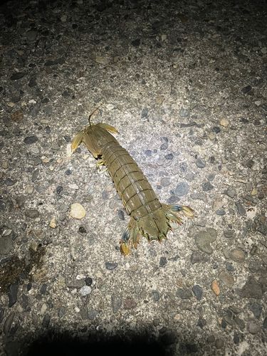 シャコの釣果