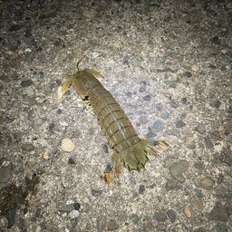 シャコ