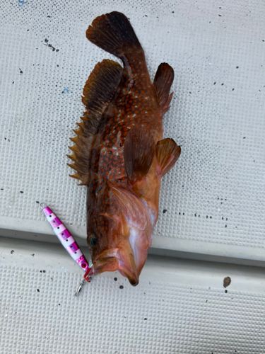 キジハタの釣果