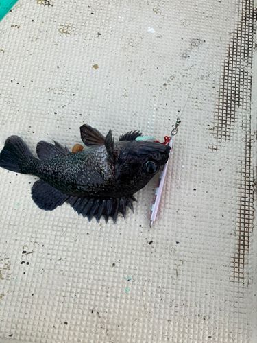 クロソイの釣果