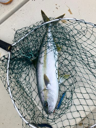 ヒラマサの釣果