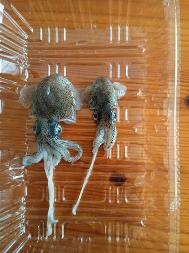 ミミイカの釣果