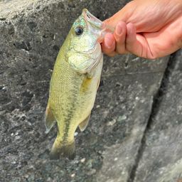 ブラックバス