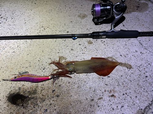 ケンサキイカの釣果