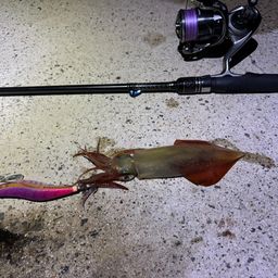 ケンサキイカ