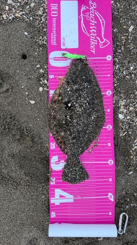ソゲの釣果