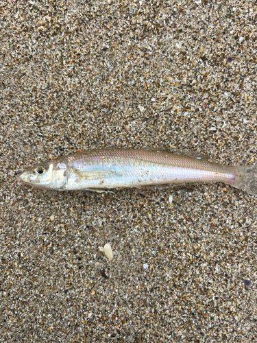 キスの釣果