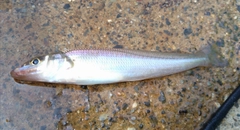 シロギスの釣果