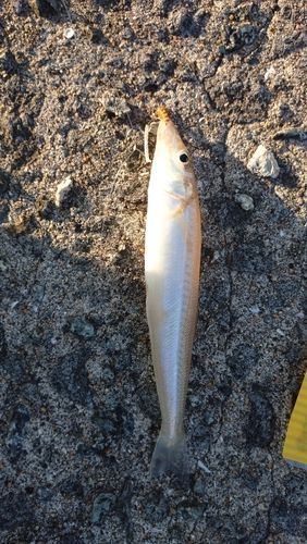 キスの釣果