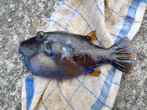 ハオコゼの釣果