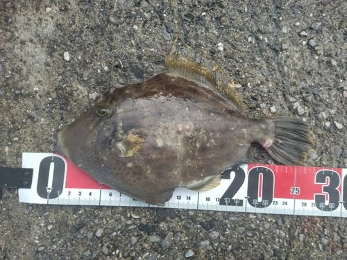 カワハギの釣果