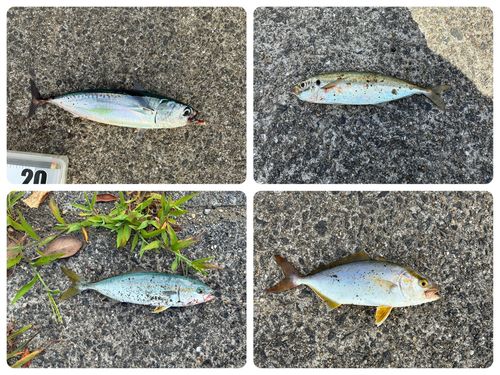 マルソウダの釣果