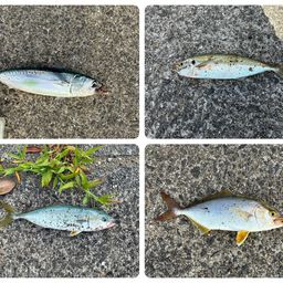 マルソウダ