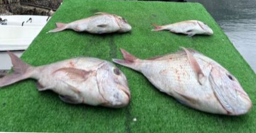 タイの釣果