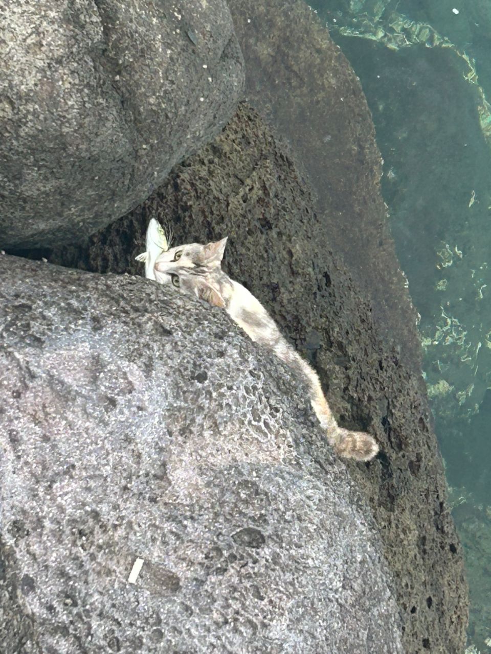 ヤズ